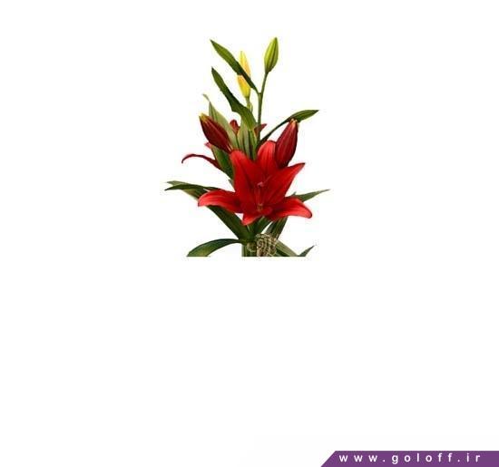 وب سایت فروش گل - گل لیلیوم داینامیکس - Lilium | گل آف